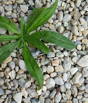 The weeds between the stones in the garden. Pebble around the house with the weeds. The fi